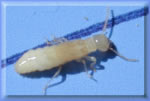 Les dgts et le traitement des termites